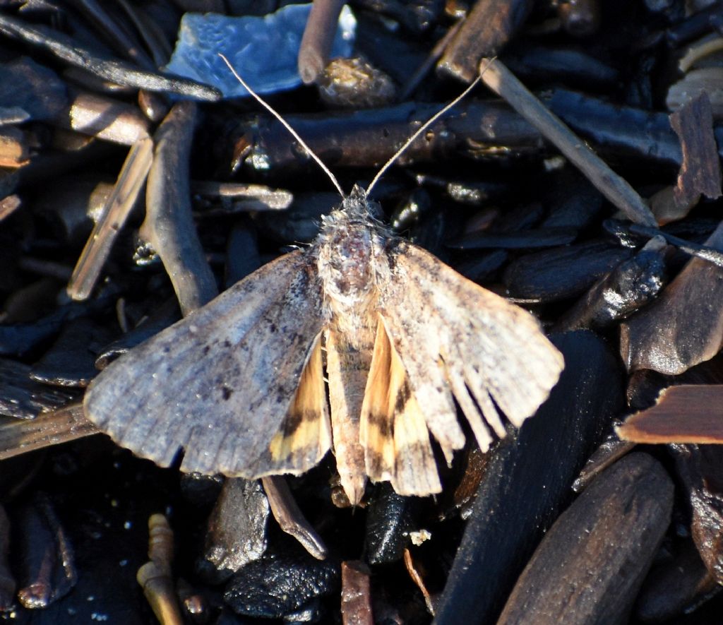 Catocala sp. (Erebidae)